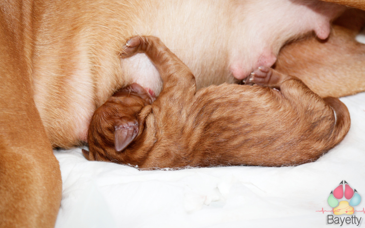 Dexter Bayetty chovatelská stanice maďarských ohařů krátkosrstých   Dexter Bayetty chovatelská stanice maďarských ohařů krátkosrstých